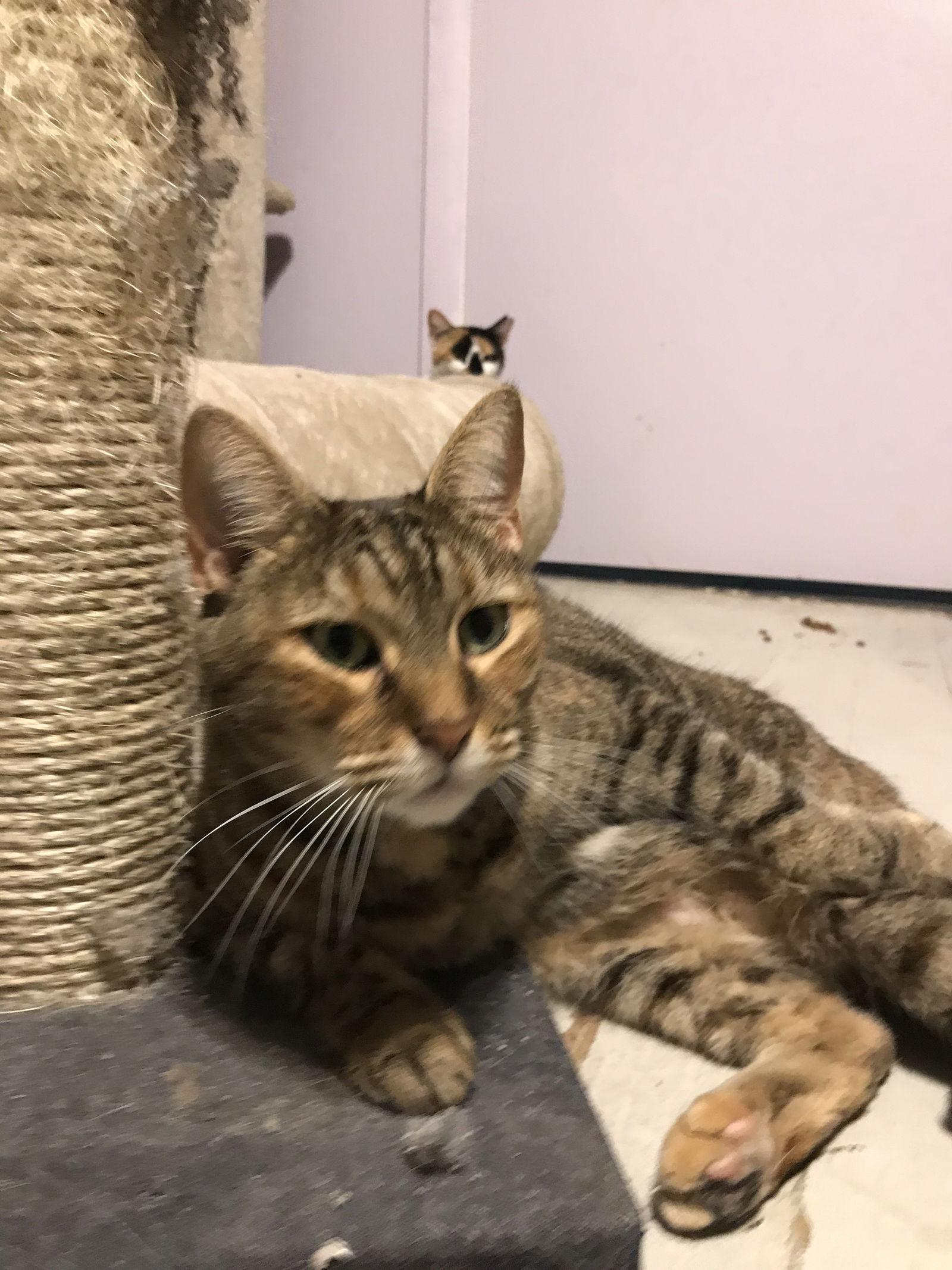 Esme, Adoptable, Adult Female Domestic Short Hair.