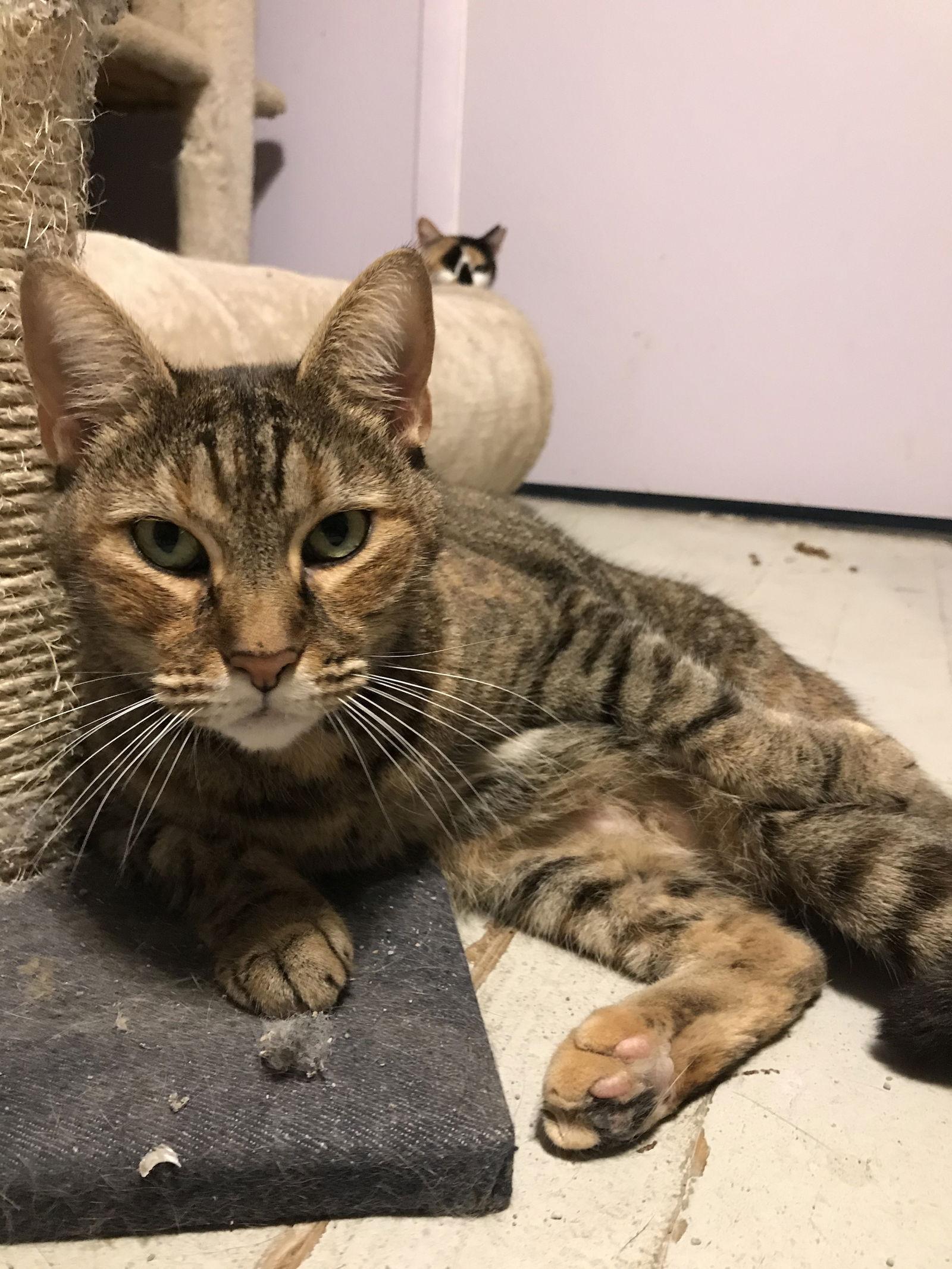 Enlarge Esme, a Adoptable Domestic Short Hair in Oakland Park, FL image 3/3