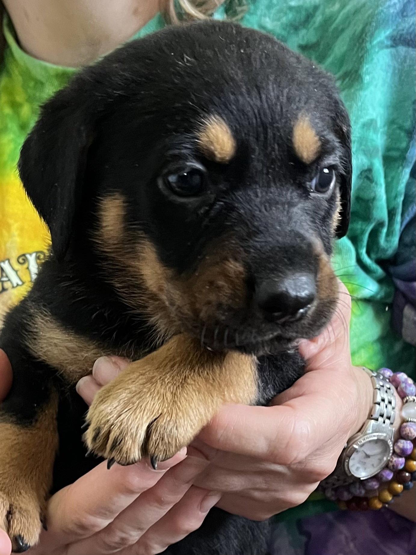 Opal, a Adoptable mixed breed in Mooresville, NC image 3/3