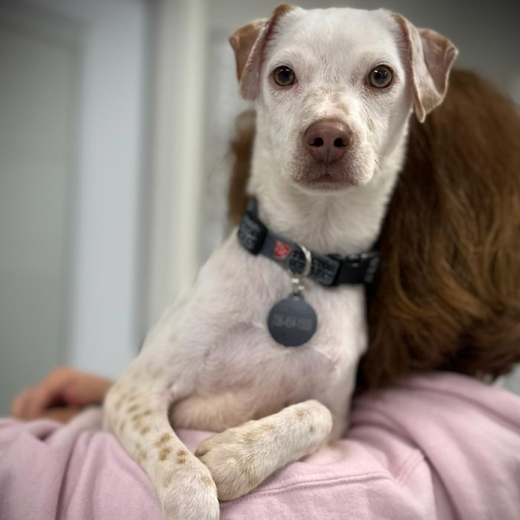 Mckinley, Adoptable, Young Male Mixed Breed.