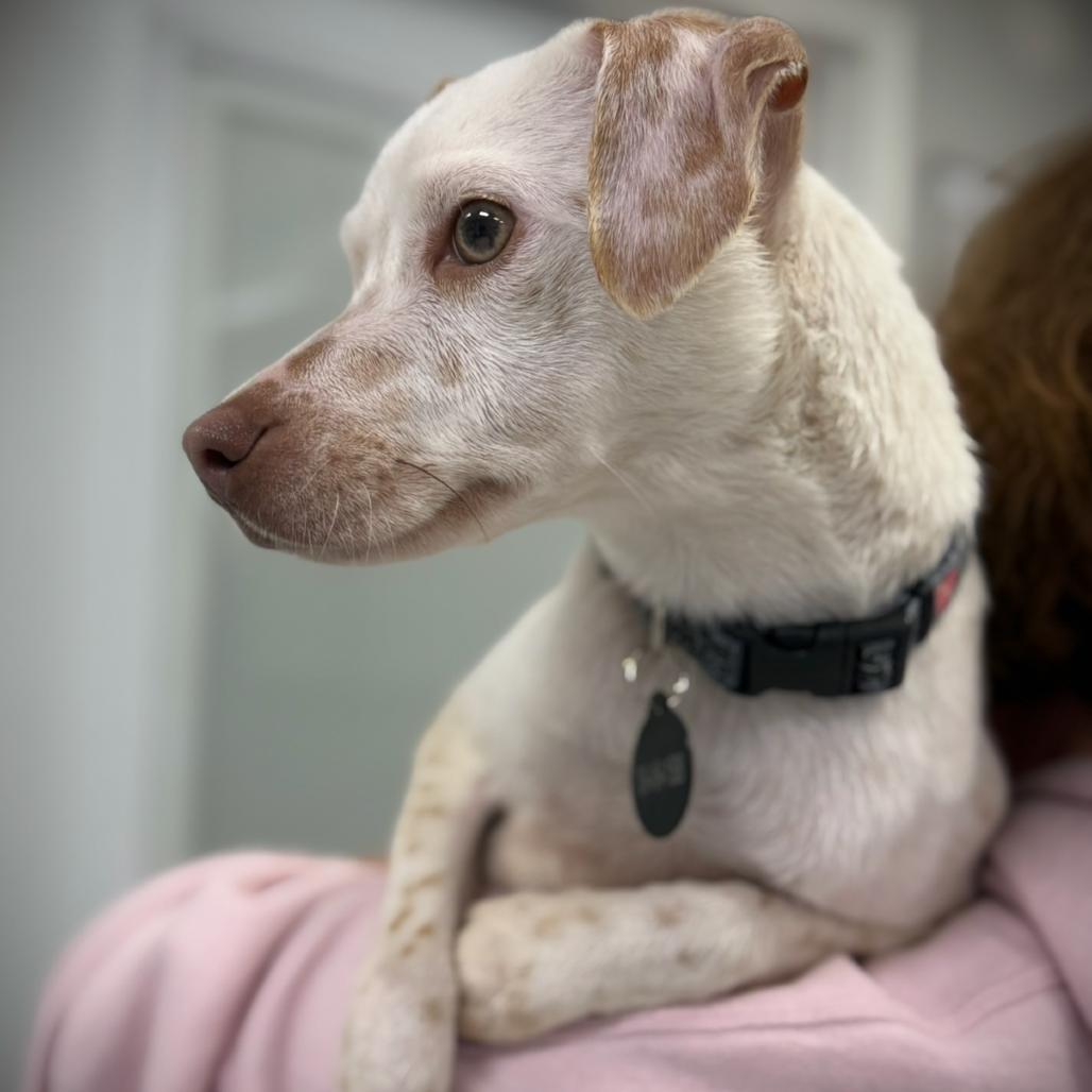 Enlarge Mckinley, a Adoptable mixed breed in Greensboro, GA image 2/4