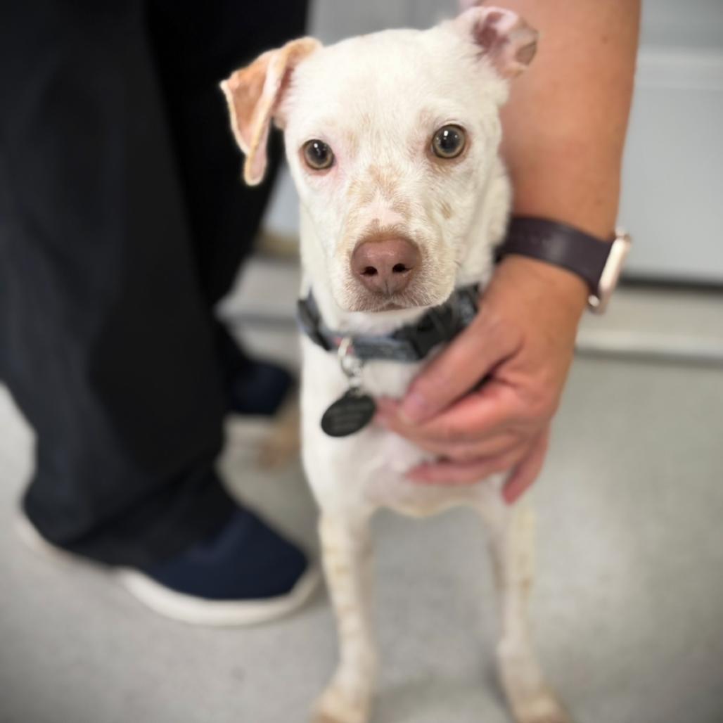 Enlarge Mckinley, a Adoptable mixed breed in Greensboro, GA image 3/4