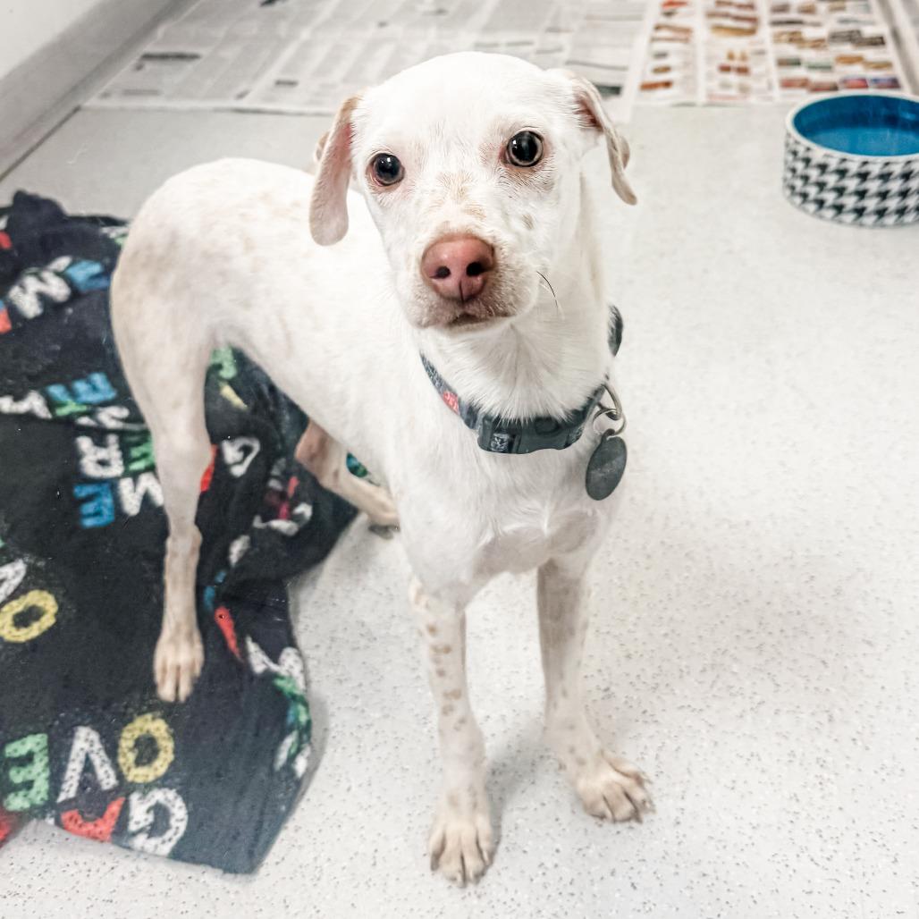 Enlarge Mckinley, a Adoptable mixed breed in Greensboro, GA image 4/4