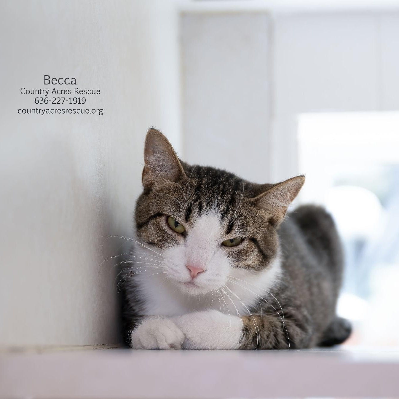 Enlarge Becca, a ADOPTABLE Domestic Short Hair in Manchester, MO image 3/3