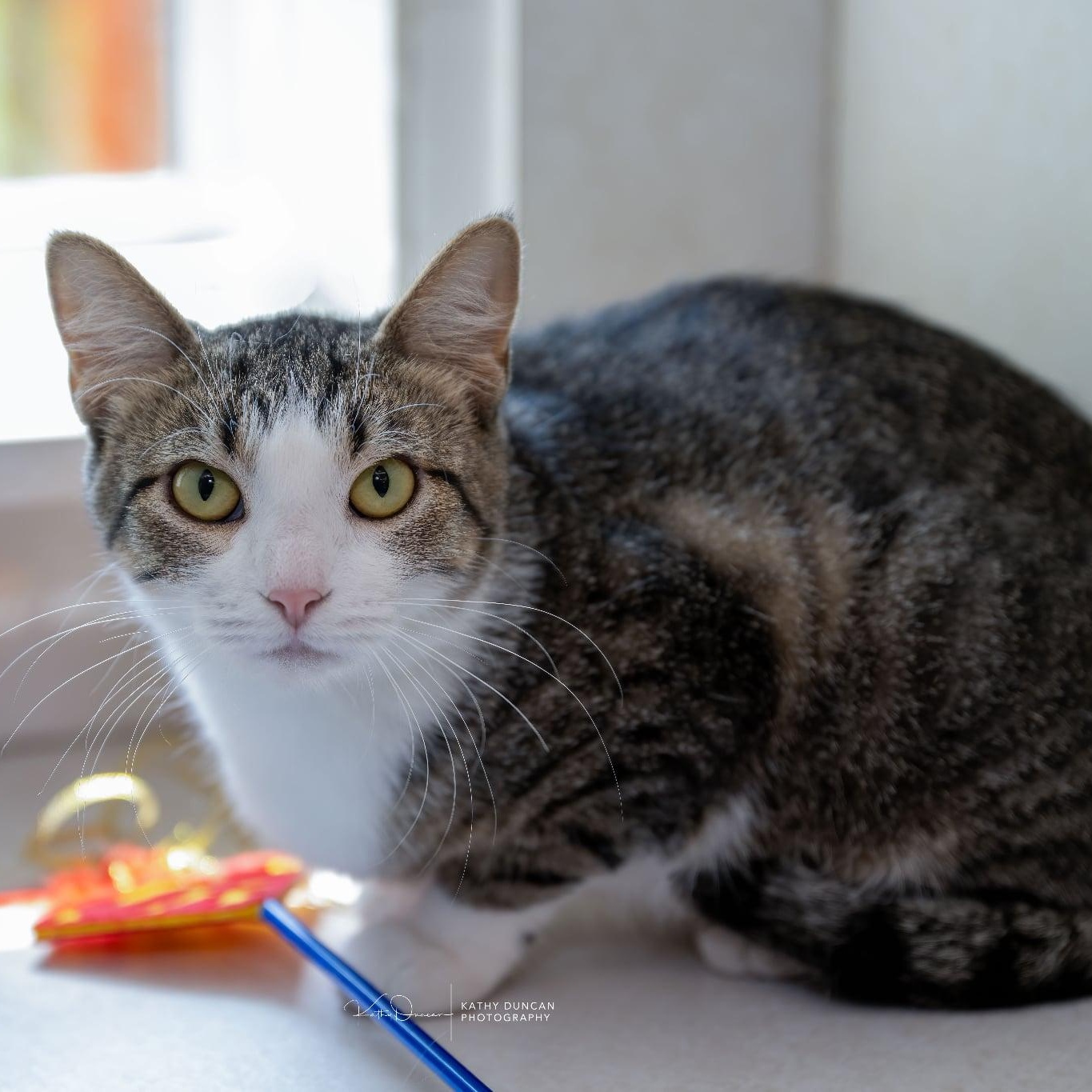 Enlarge Becca, a ADOPTABLE Domestic Short Hair in Manchester, MO image 1/3