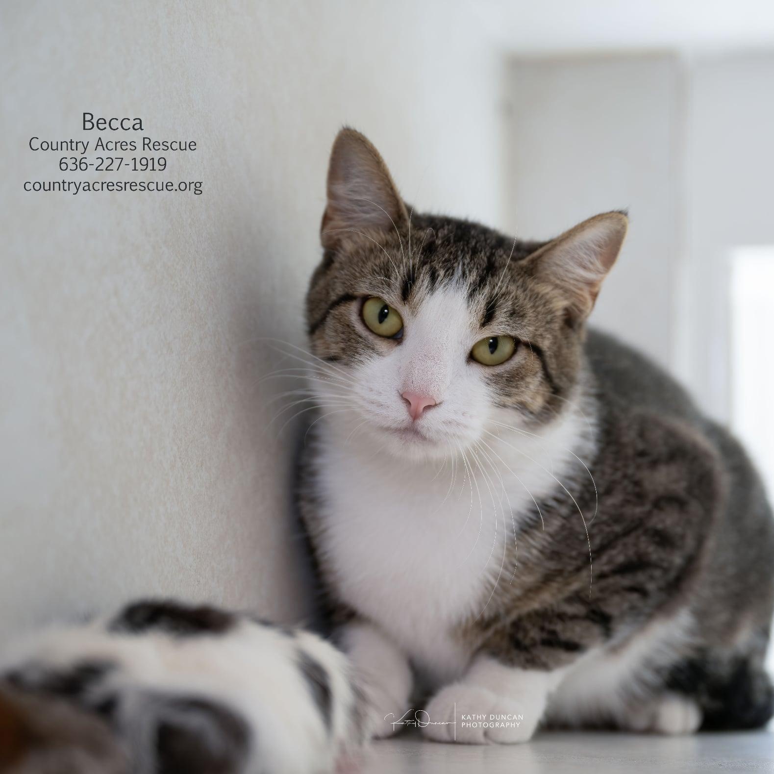 Enlarge Becca, a ADOPTABLE Domestic Short Hair in Manchester, MO image 2/3
