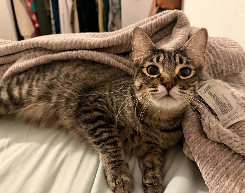 Jimmy James, Adoptable, Young Male Domestic Medium Hair.