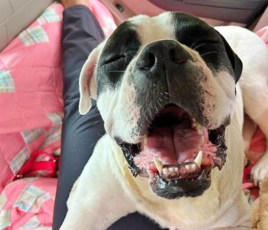 OTIS, Adoptable, Adult Male American Bulldog & Mixed Breed.