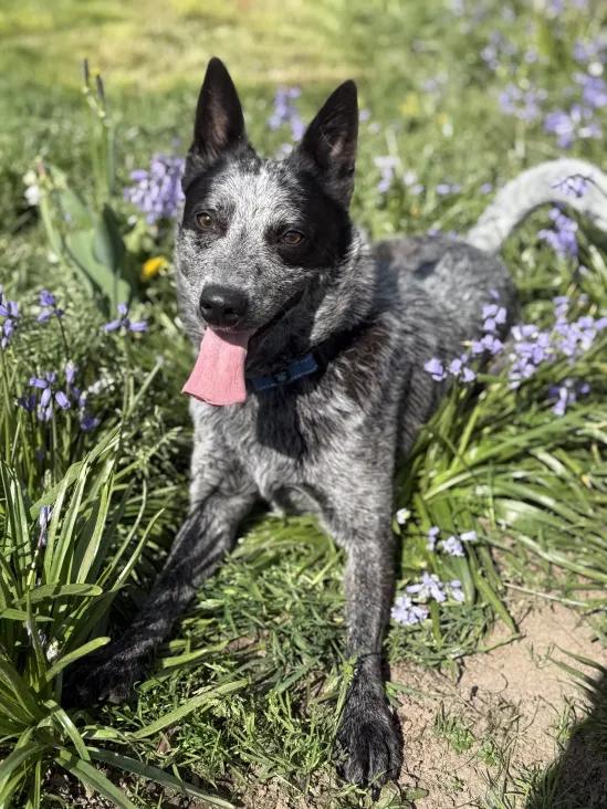 Blue  (Keizer, OR), Young Male Australian Cattle Dog / Blue Heeler