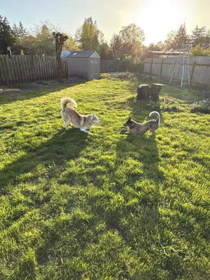 Enlarge Blue  (Keizer, OR), a Adoptable mixed breed in Salem, OR image 2/6