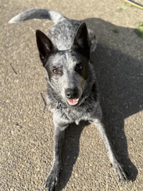 Enlarge Blue  (Keizer, OR), a Adoptable mixed breed in Salem, OR image 4/6