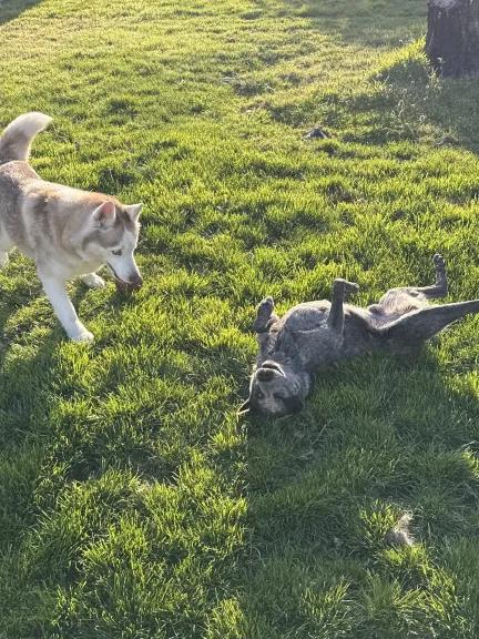 Enlarge Blue  (Keizer, OR), a Adoptable mixed breed in Salem, OR image 3/6