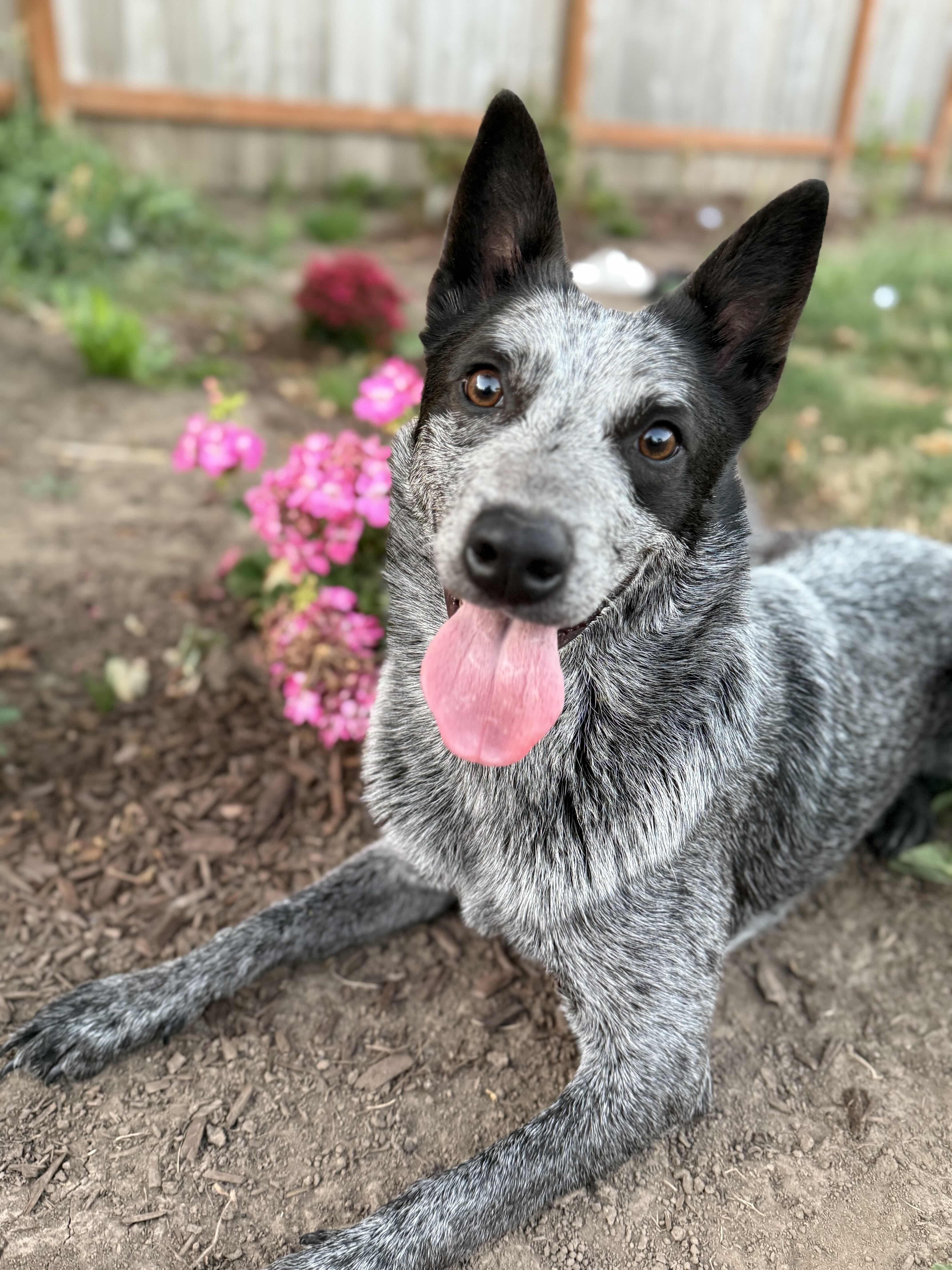Blue  (Keizer, OR), an adoptable Australian Cattle Dog / Blue Heeler, Cattle Dog in Salem, OR, 97301 | Photo Image 1