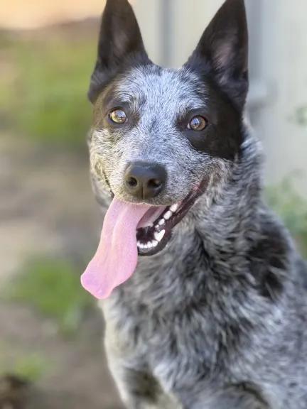 Enlarge Blue  (Keizer, OR), a Adoptable mixed breed in Salem, OR image 5/6