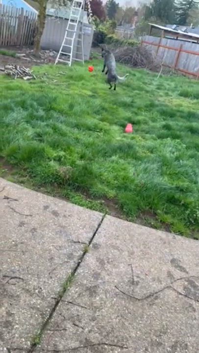 Enlarge Blue  (Keizer, OR), a Adoptable mixed breed in Salem, OR video 6/6