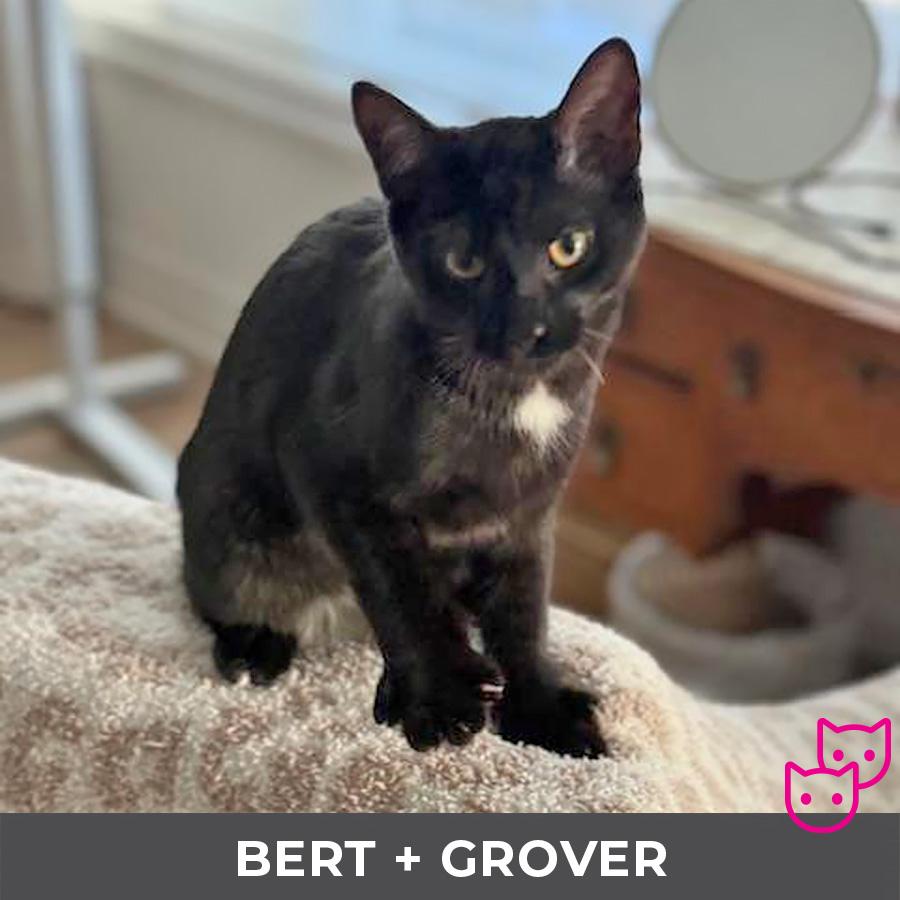 Enlarge Bert (bonded with Grover), an adopted Domestic Short Hair in Etobicoke, ON image 2/4
