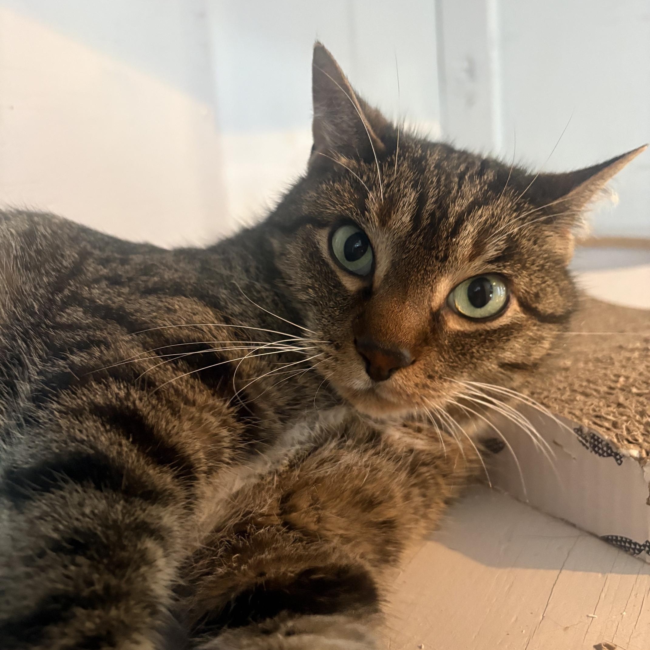 Enlarge Jangle, a ADOPTABLE Domestic Short Hair in Kenosha , WI image 3/3