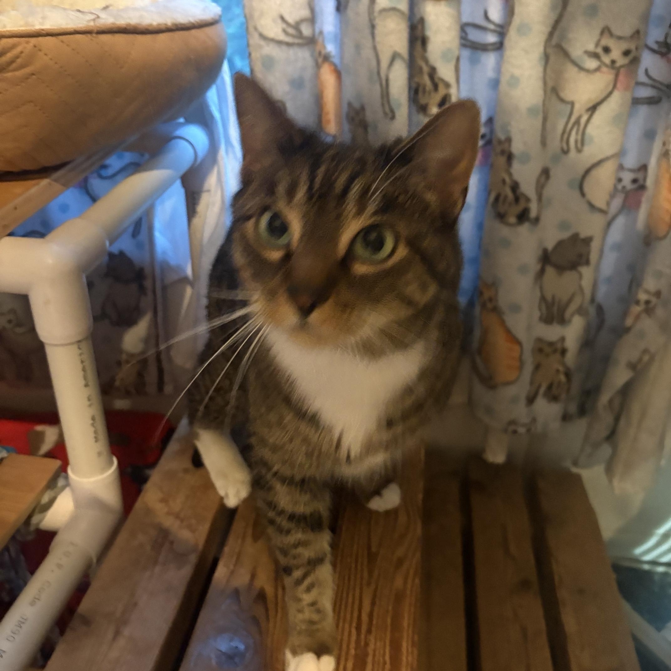 Jangle, ADOPTABLE, Adult Male Domestic Short Hair.