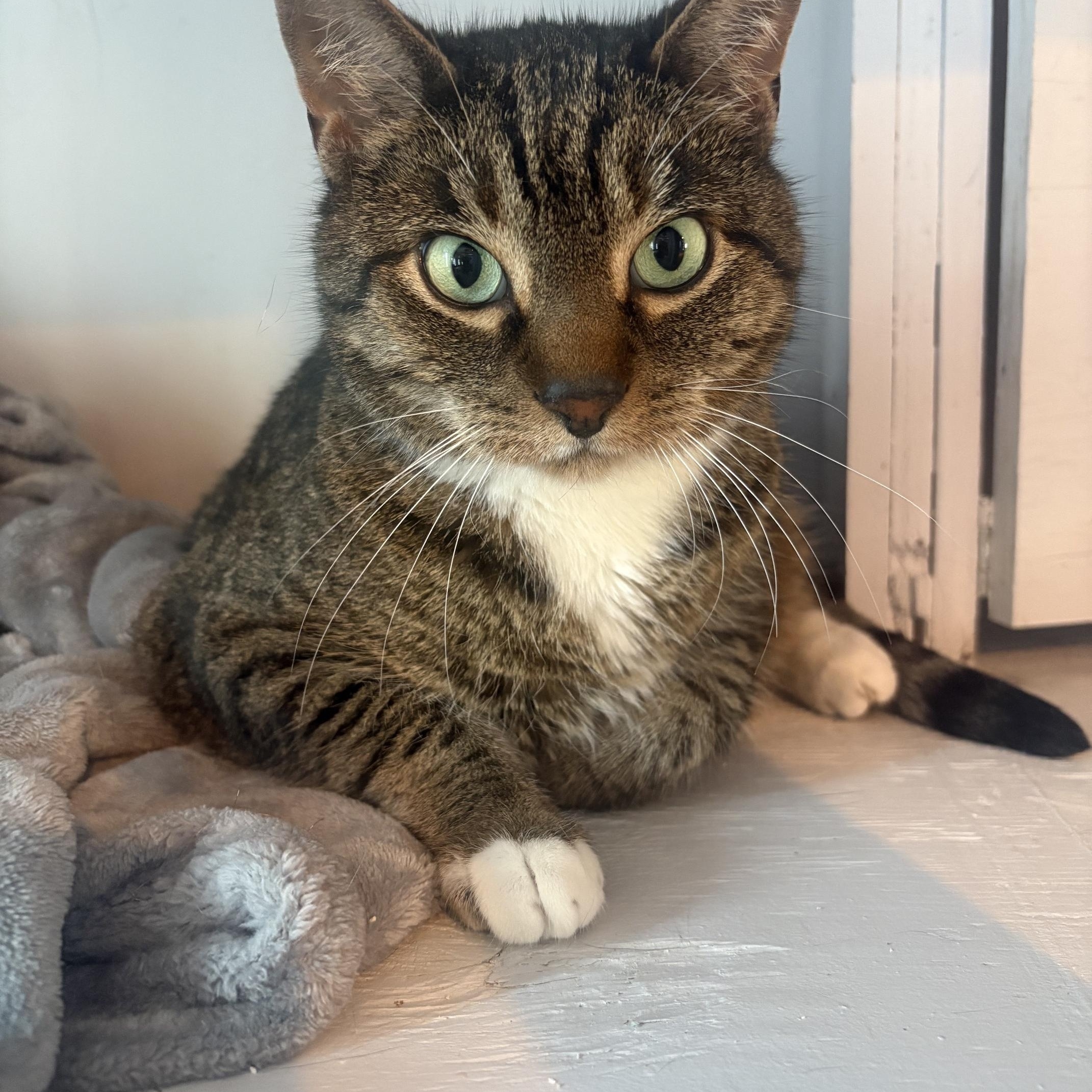 Enlarge Jangle, a ADOPTABLE Domestic Short Hair in Kenosha , WI image 2/3