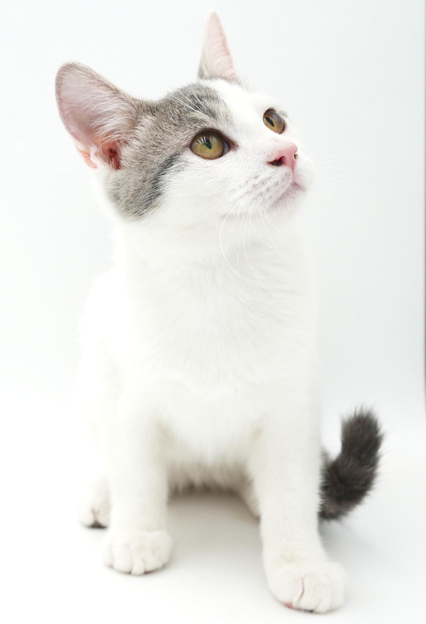 Enlarge Sno is such a snuggly bug - EPIC Sweet - OLD ENOUGH TO GO SOLO, a Adoptable mixed breed in Bedford Hills, NY image 6/6
