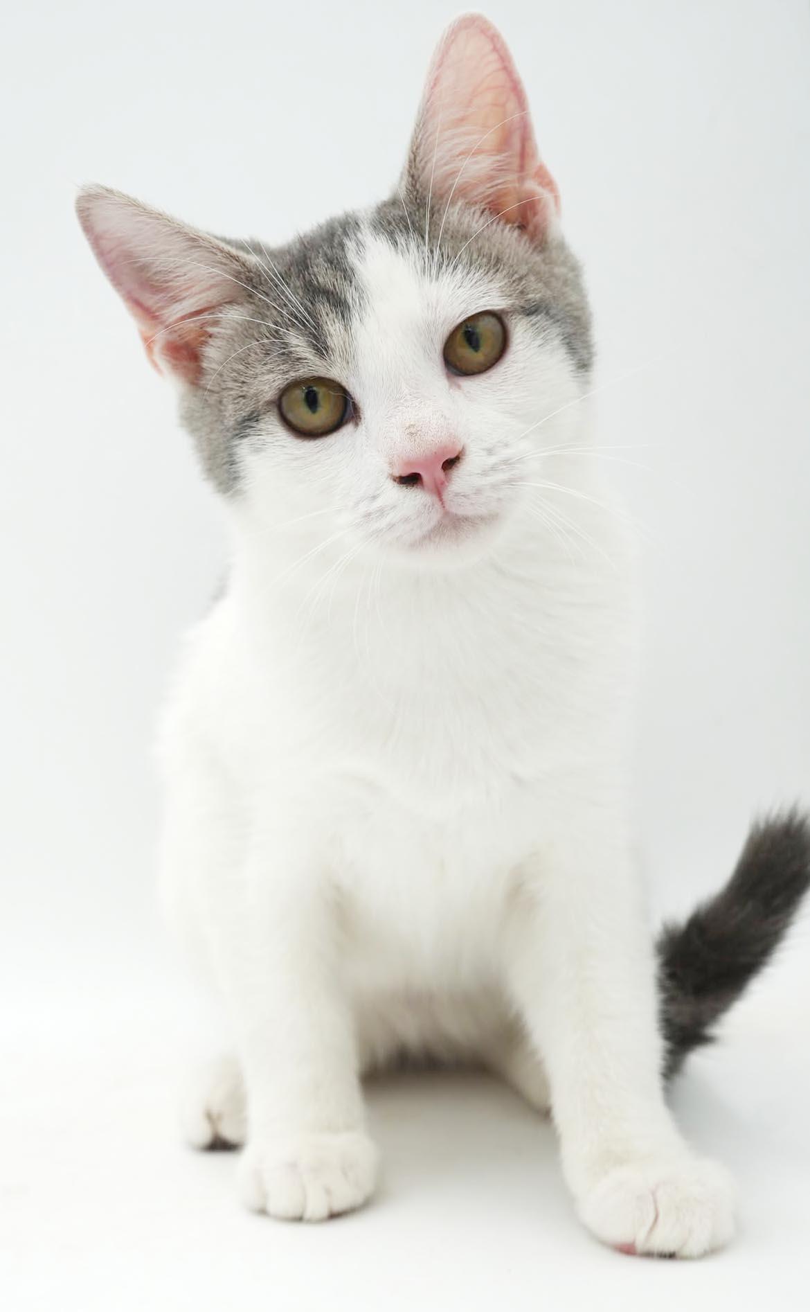 Enlarge Sno is such a snuggly bug - EPIC Sweet - OLD ENOUGH TO GO SOLO, a Adoptable mixed breed in Bedford Hills, NY image 5/6