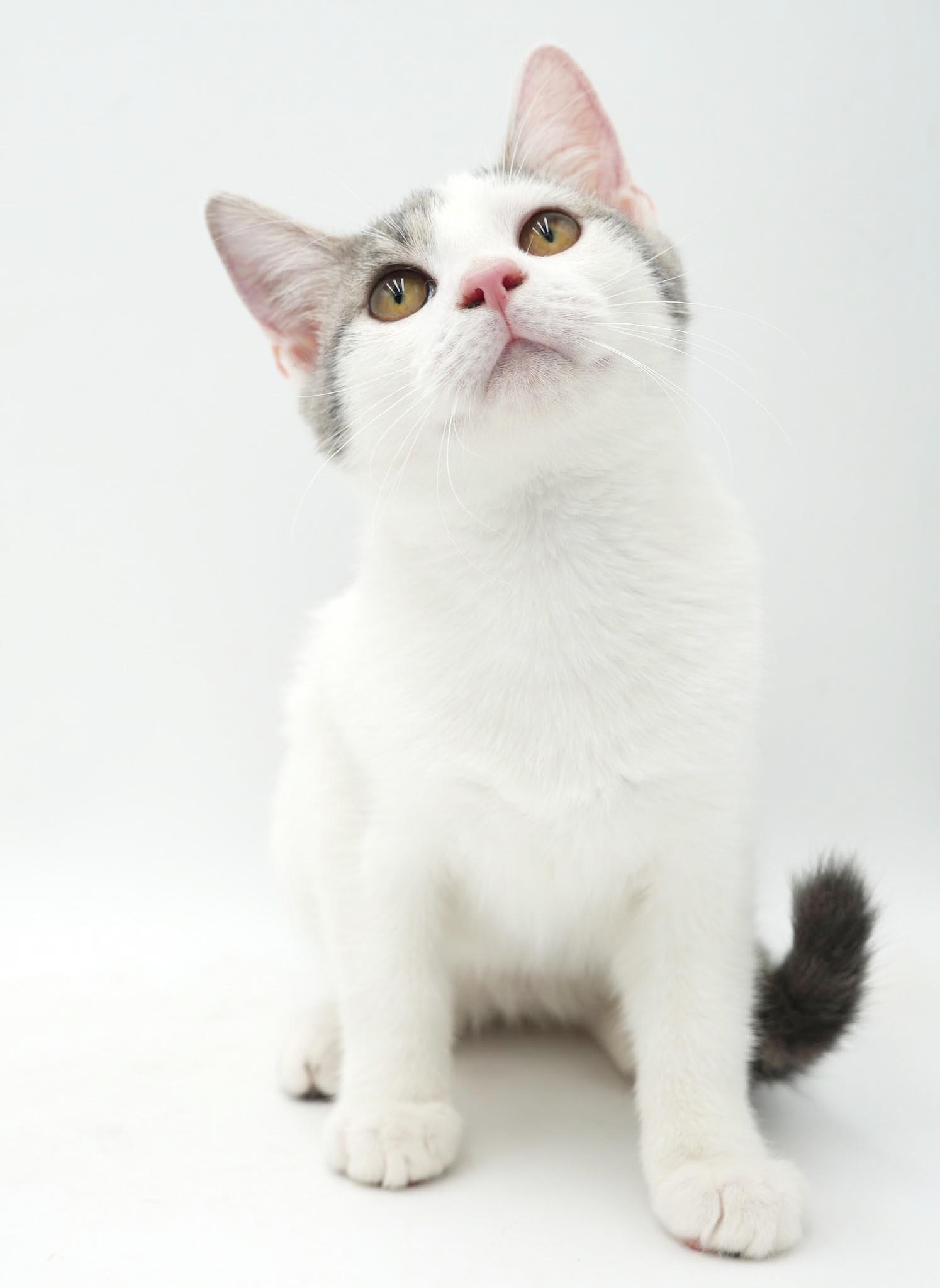 Enlarge Sno is such a snuggly bug - EPIC Sweet - OLD ENOUGH TO GO SOLO, a Adoptable mixed breed in Bedford Hills, NY image 2/6