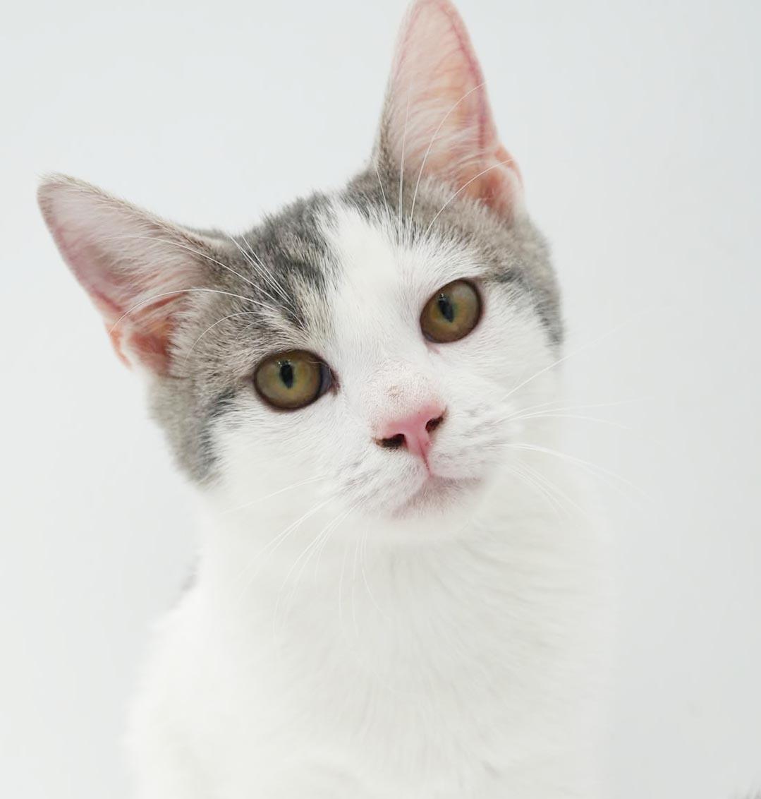 Sno is such a snuggly bug - EPIC Sweet - OLD ENOUGH TO GO SOLO, Adoptable, Kitten Male Turkish Van.