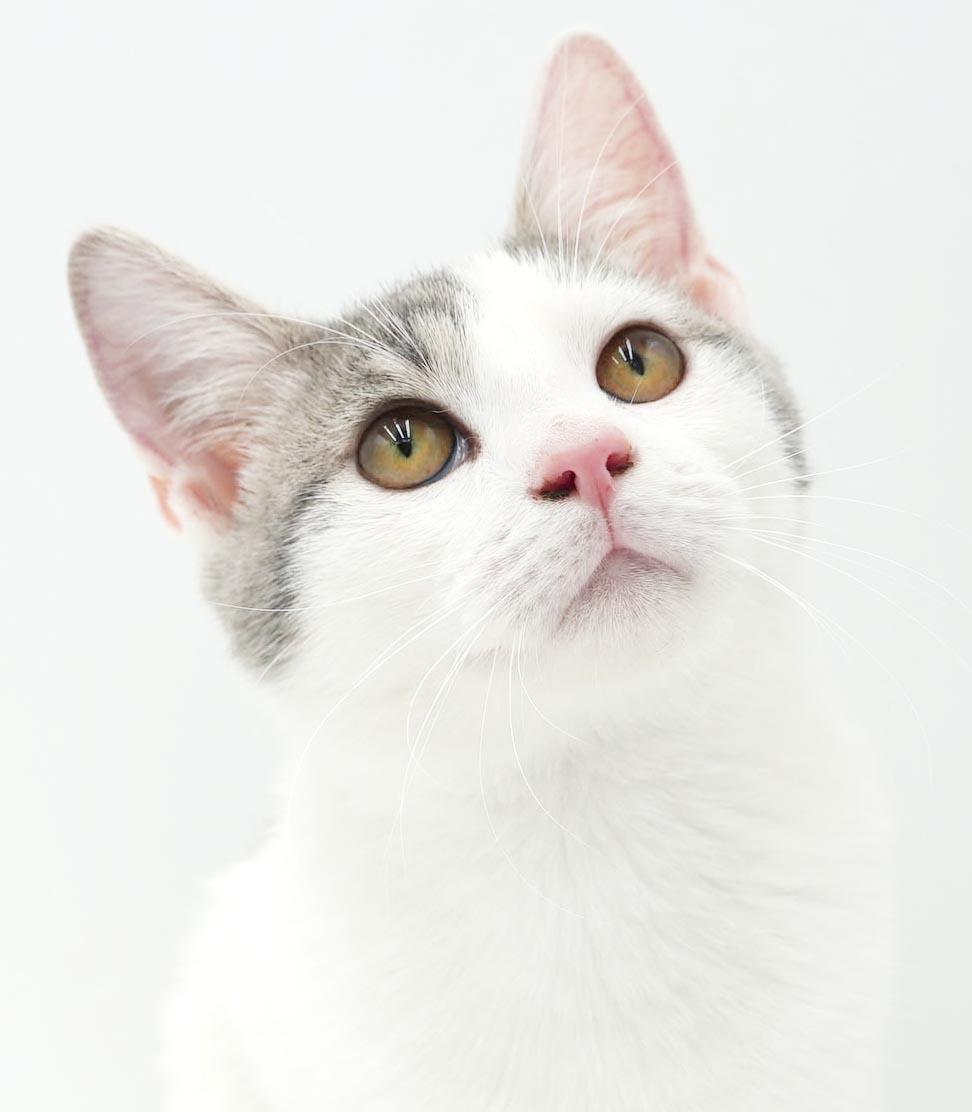 Enlarge Sno is such a snuggly bug - EPIC Sweet - OLD ENOUGH TO GO SOLO, a Adoptable mixed breed in Bedford Hills, NY image 4/6