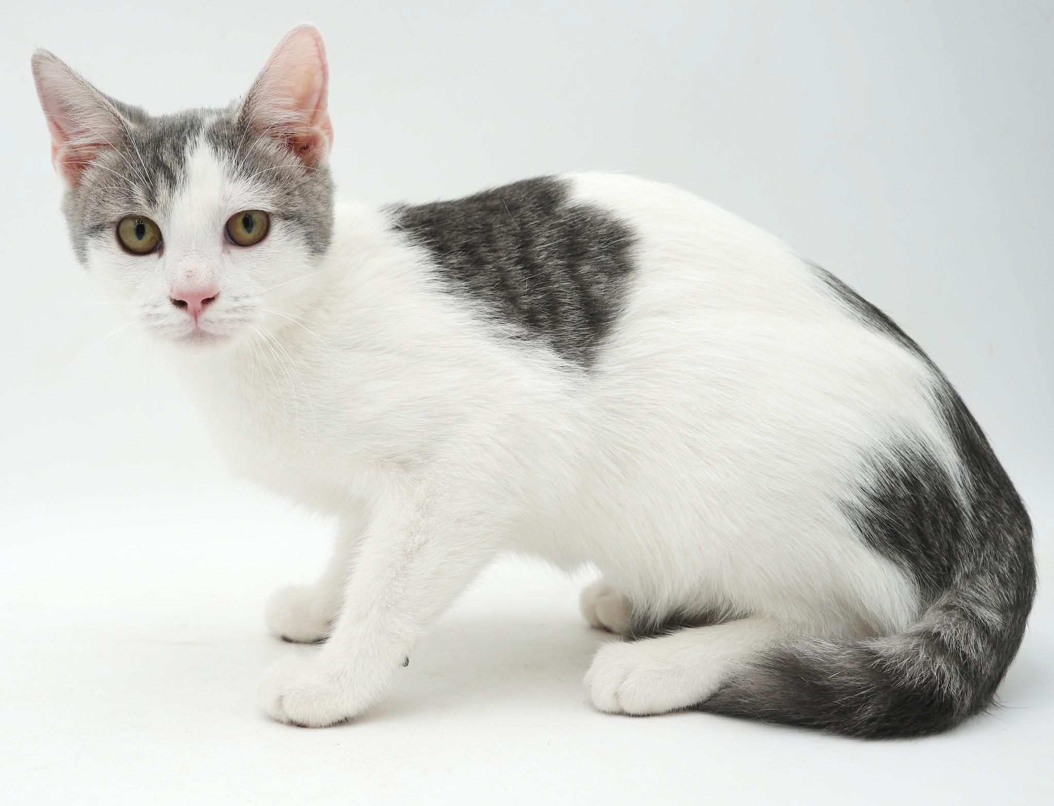 Enlarge Sno is such a snuggly bug - EPIC Sweet - OLD ENOUGH TO GO SOLO, a Adoptable mixed breed in Bedford Hills, NY image 3/6