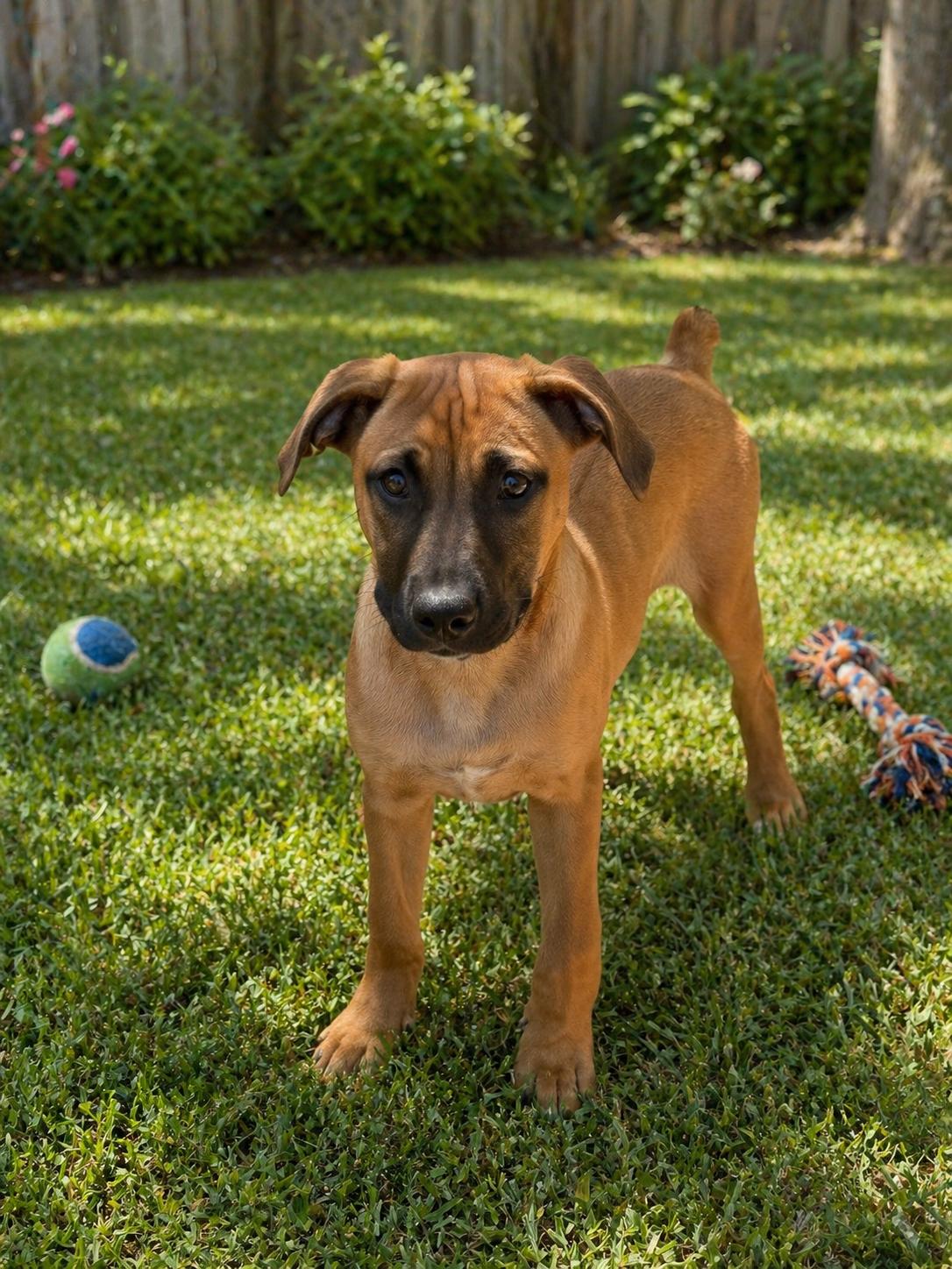 Elroy, ADOPTABLE, Puppy Male Boxer & Black Mouth Cur.