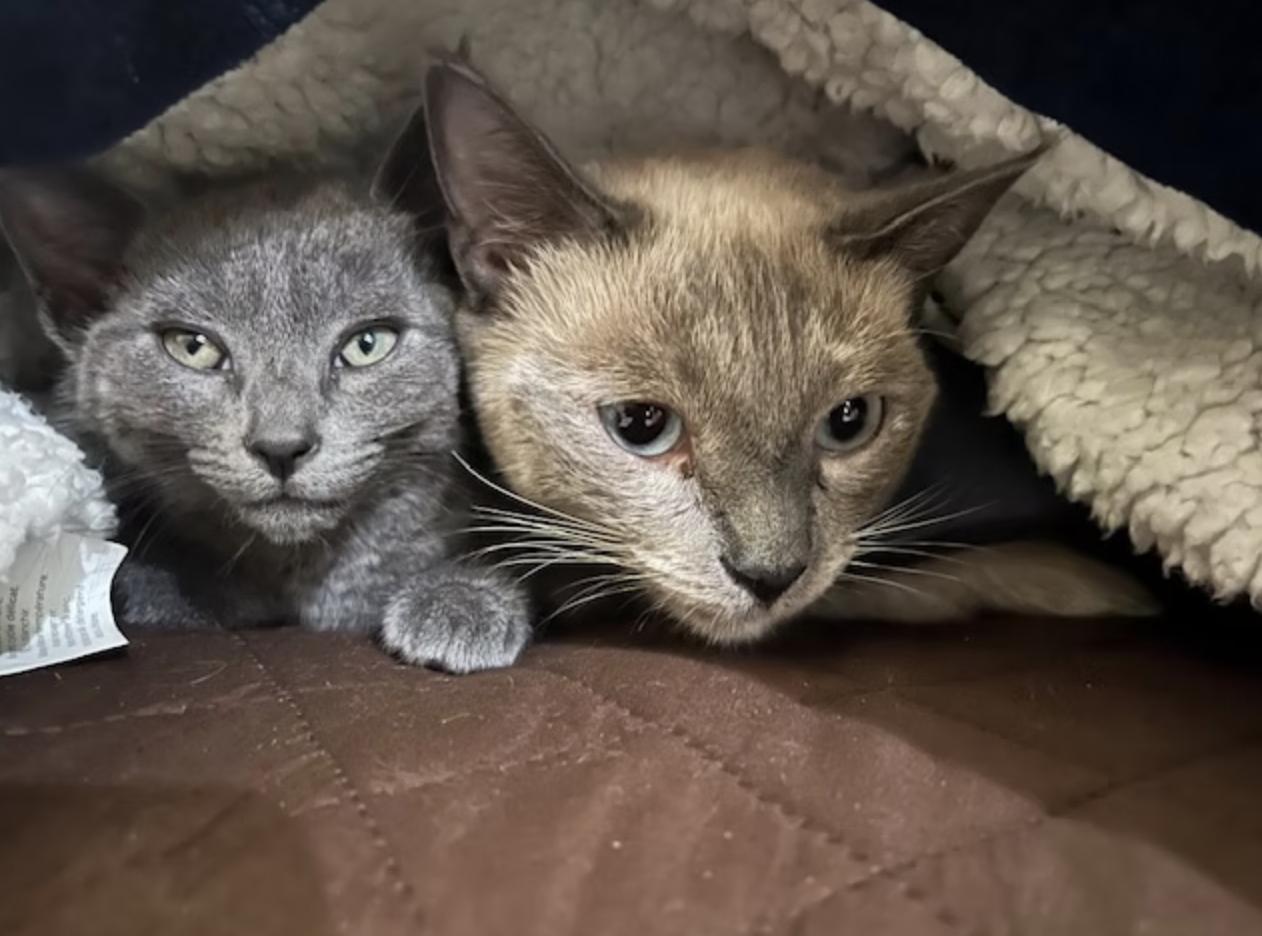 Miso and Penny, adopted, Young Female Siamese.