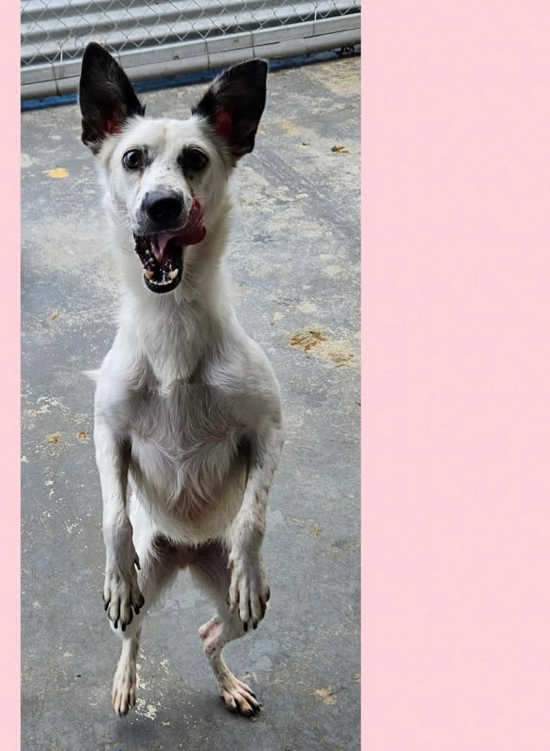 Enlarge Cookie, a Adopted Mixed Breed in San Juan, PR image 1/1