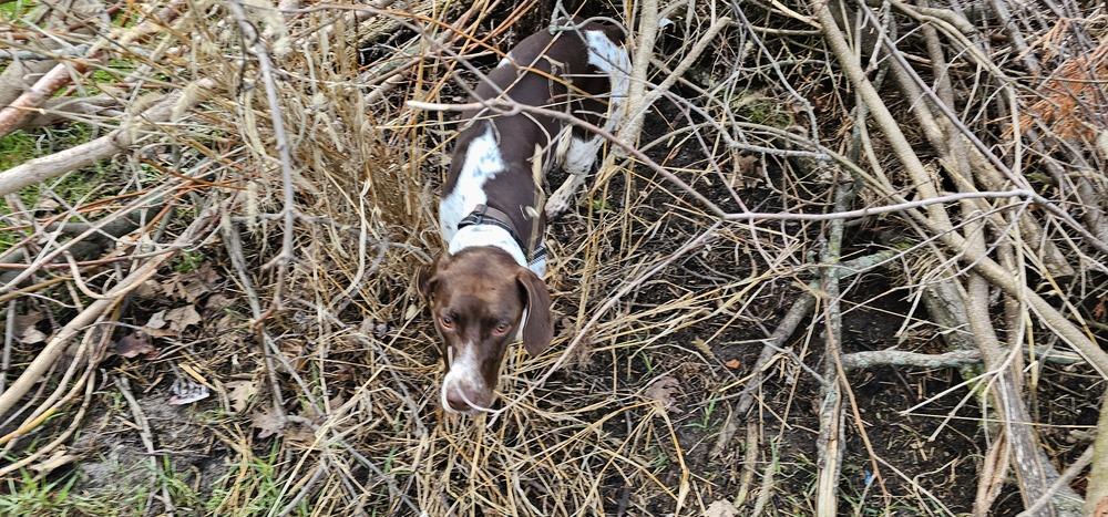 Enlarge Mia, a Adoptable German Shorthaired Pointer in Cottage Grove, WI image 1/5