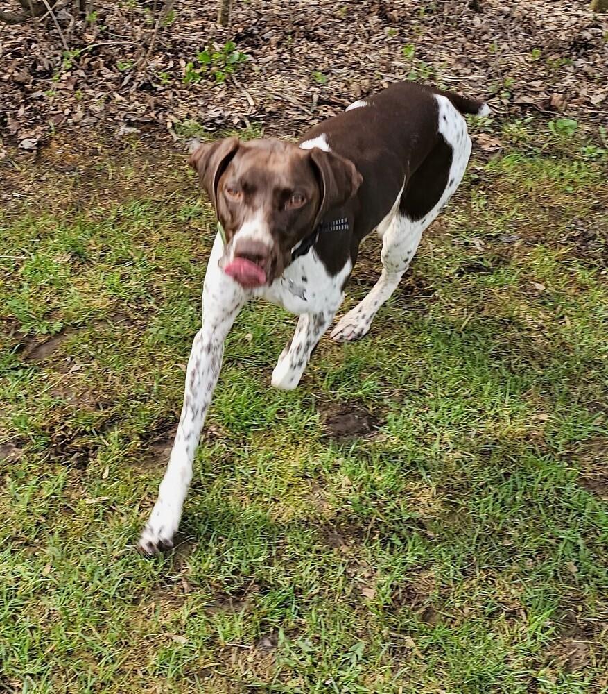 Enlarge Mia, a Adoptable German Shorthaired Pointer in Cottage Grove, WI image 2/5