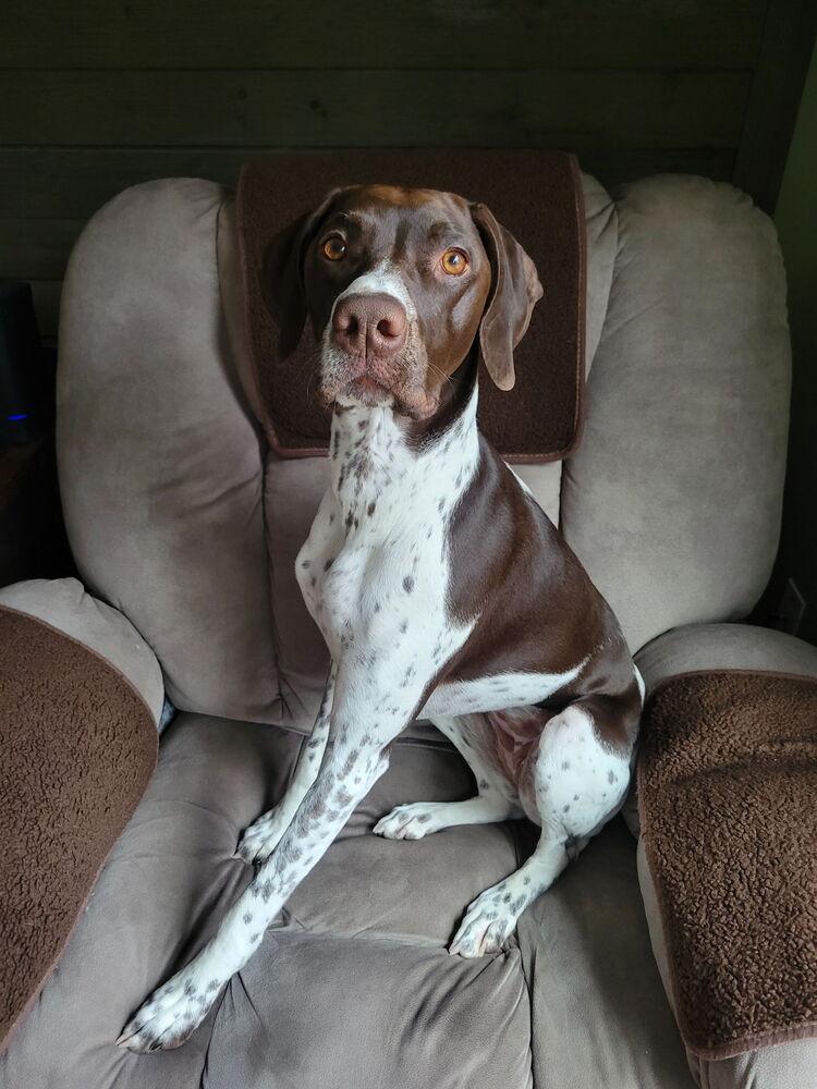 Enlarge Mia, a Adoptable German Shorthaired Pointer in Cottage Grove, WI image 3/5