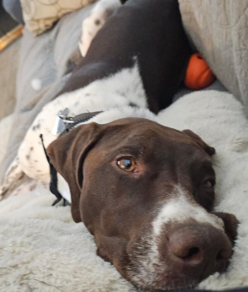 Mia, Adoptable, Adult Female German Shorthaired Pointer.