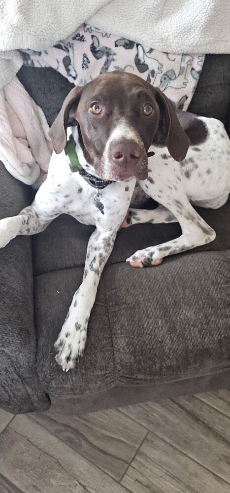 Enlarge Mia, a Adoptable German Shorthaired Pointer in Cottage Grove, WI image 5/5