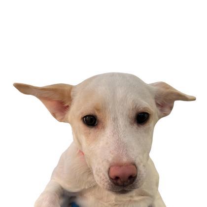 Sweetheart, Adoptable, Puppy Female Cattle Dog & Mixed Breed.