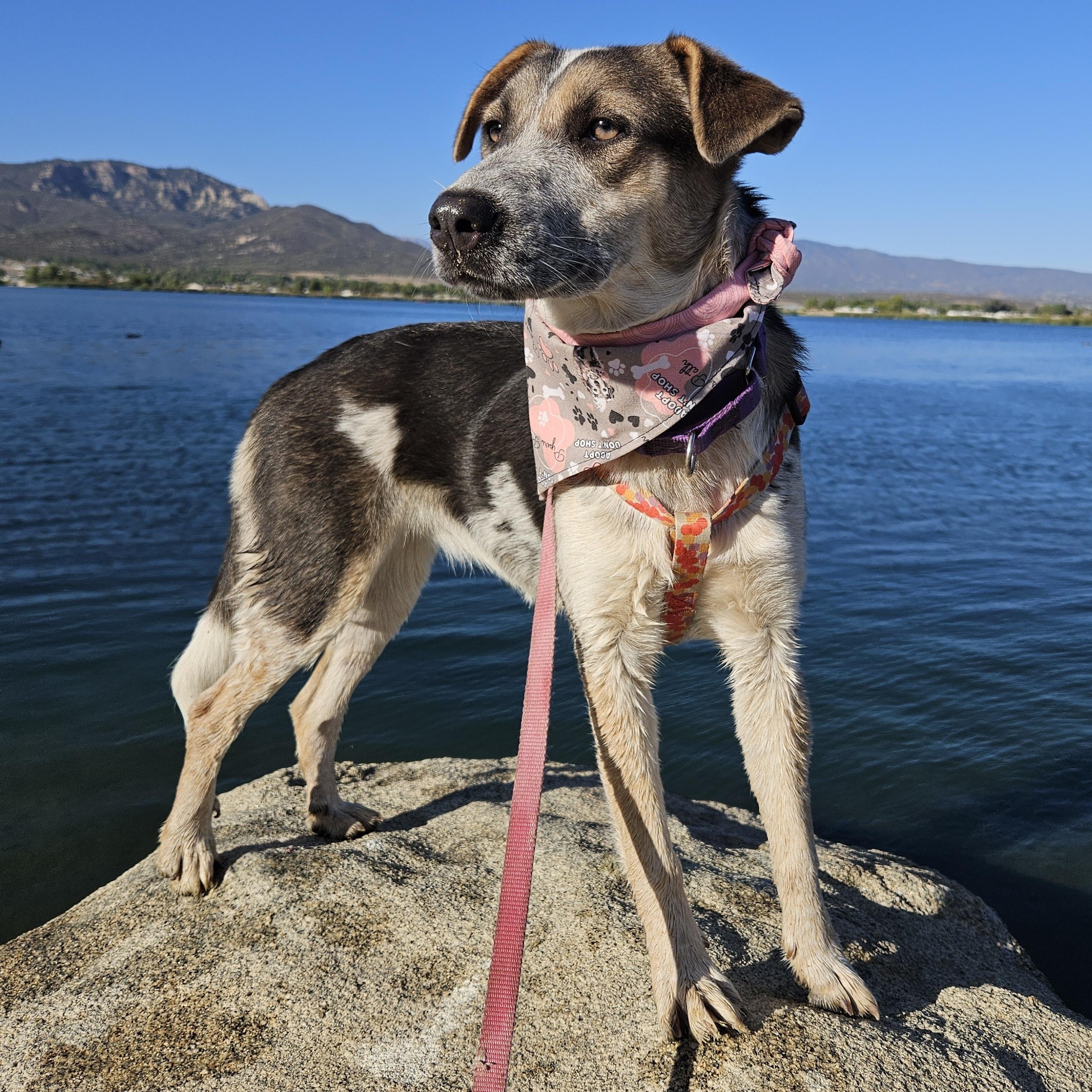 Enlarge Madison, a Adoptable mixed breed in Temecula, CA image 1/6