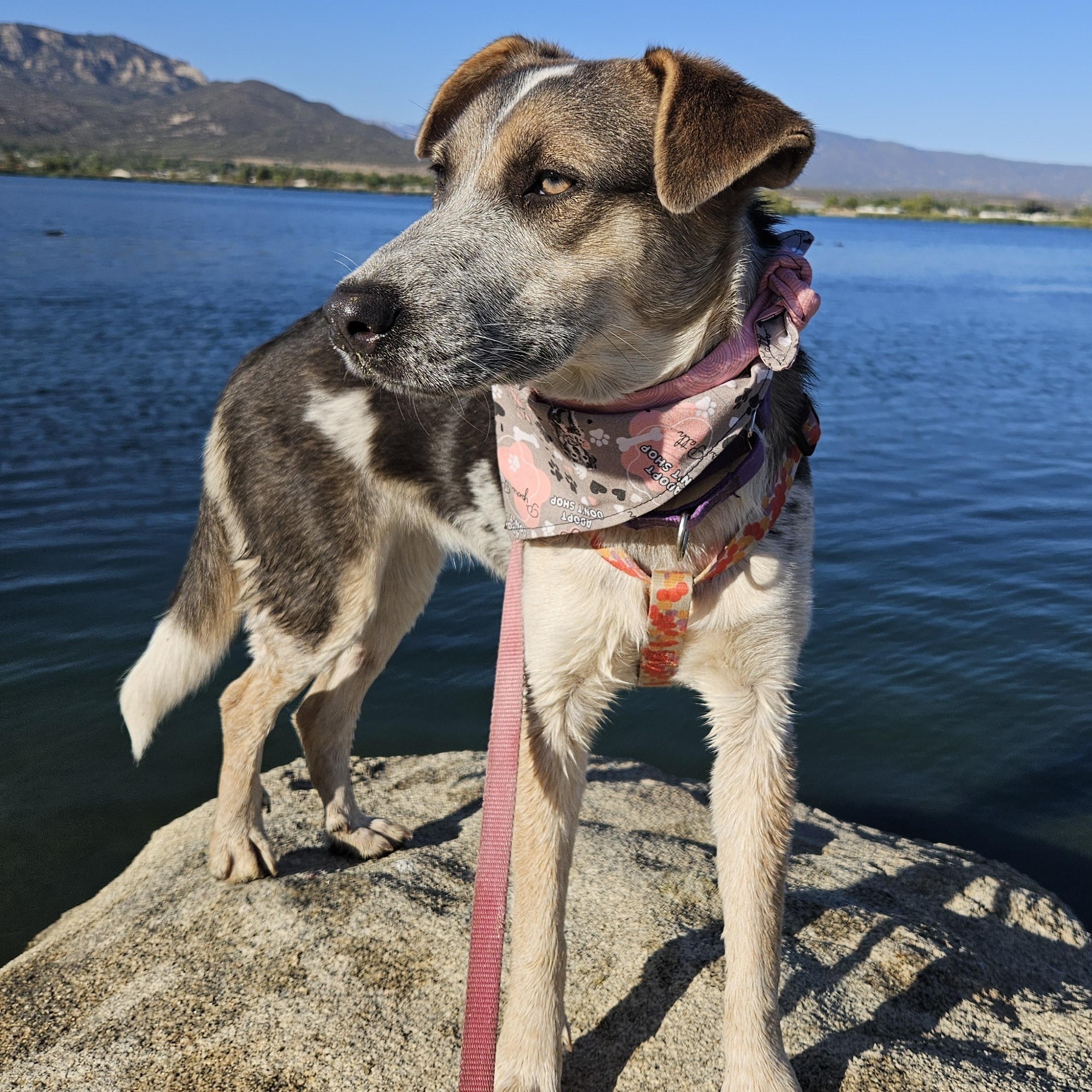 Enlarge Madison, a Adoptable mixed breed in Temecula, CA image 5/6