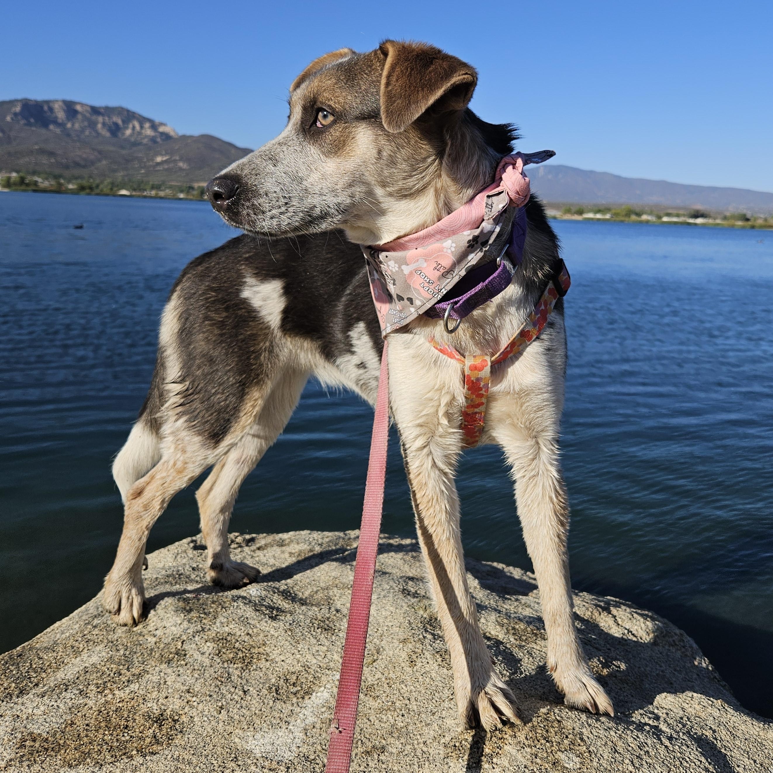 Madison, Adoptable, Young Female Australian Cattle Dog / Blue Heeler & Mixed Breed.