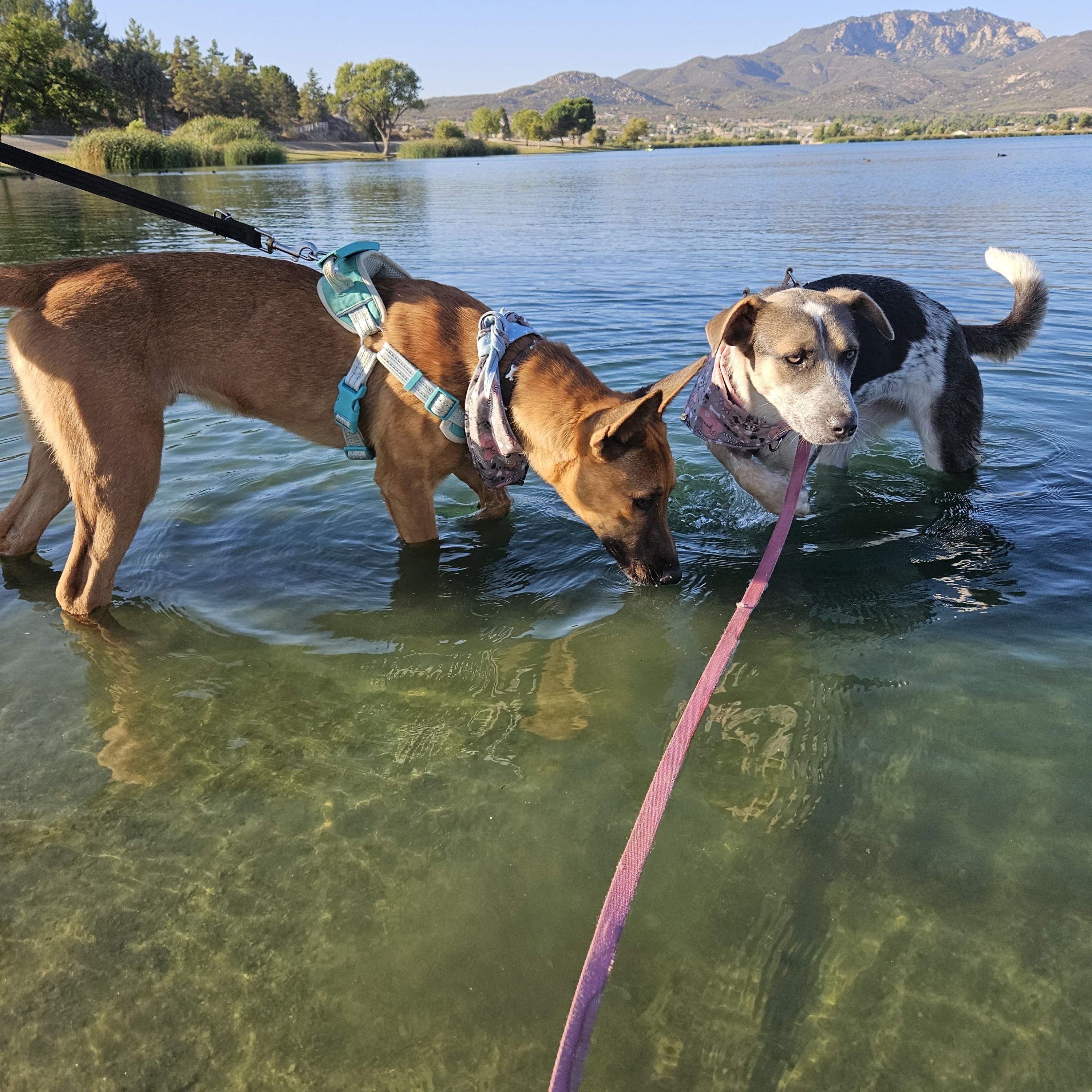 Enlarge Madison, a Adoptable mixed breed in Temecula, CA image 6/6
