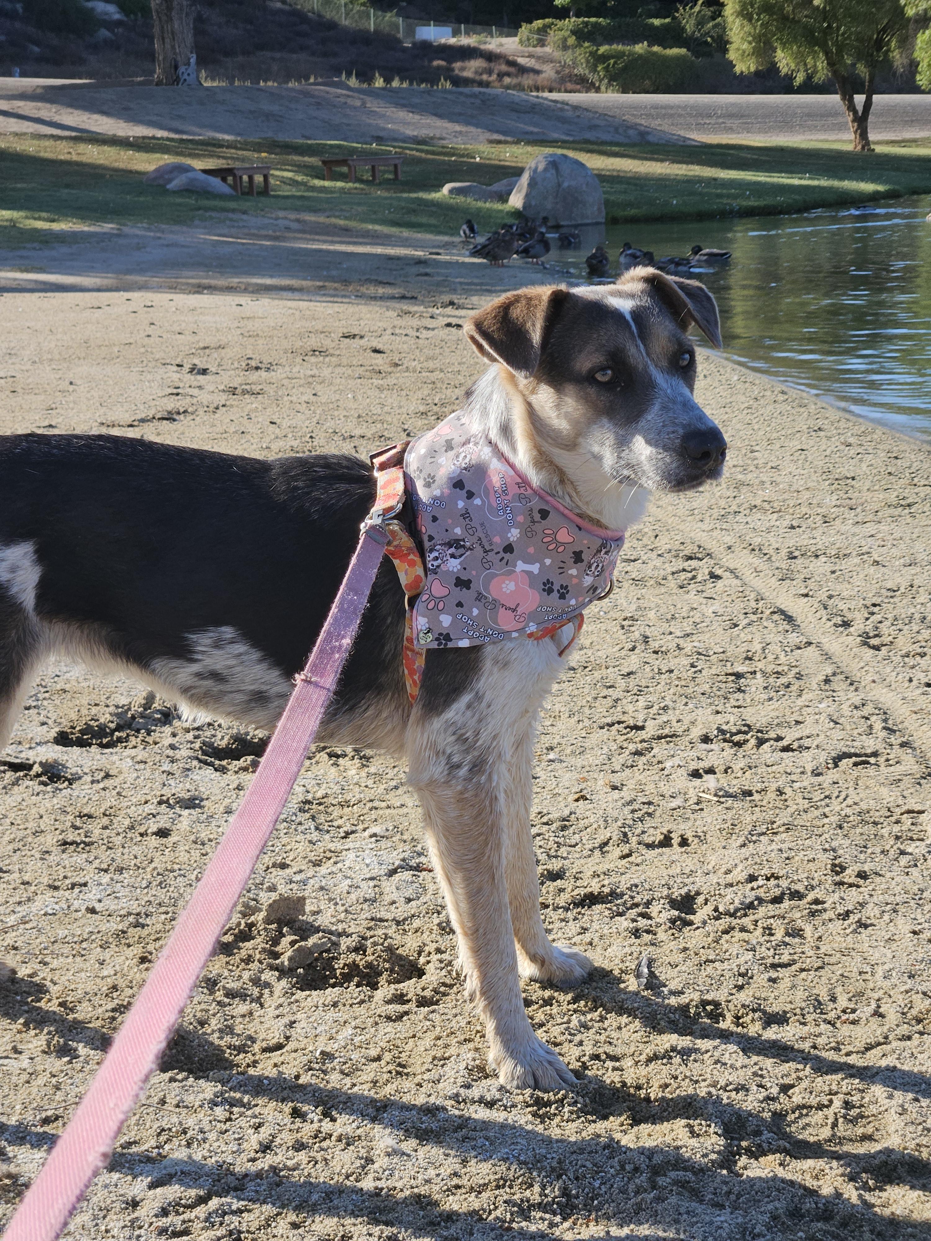 Enlarge Madison, a Adoptable mixed breed in Temecula, CA image 2/6