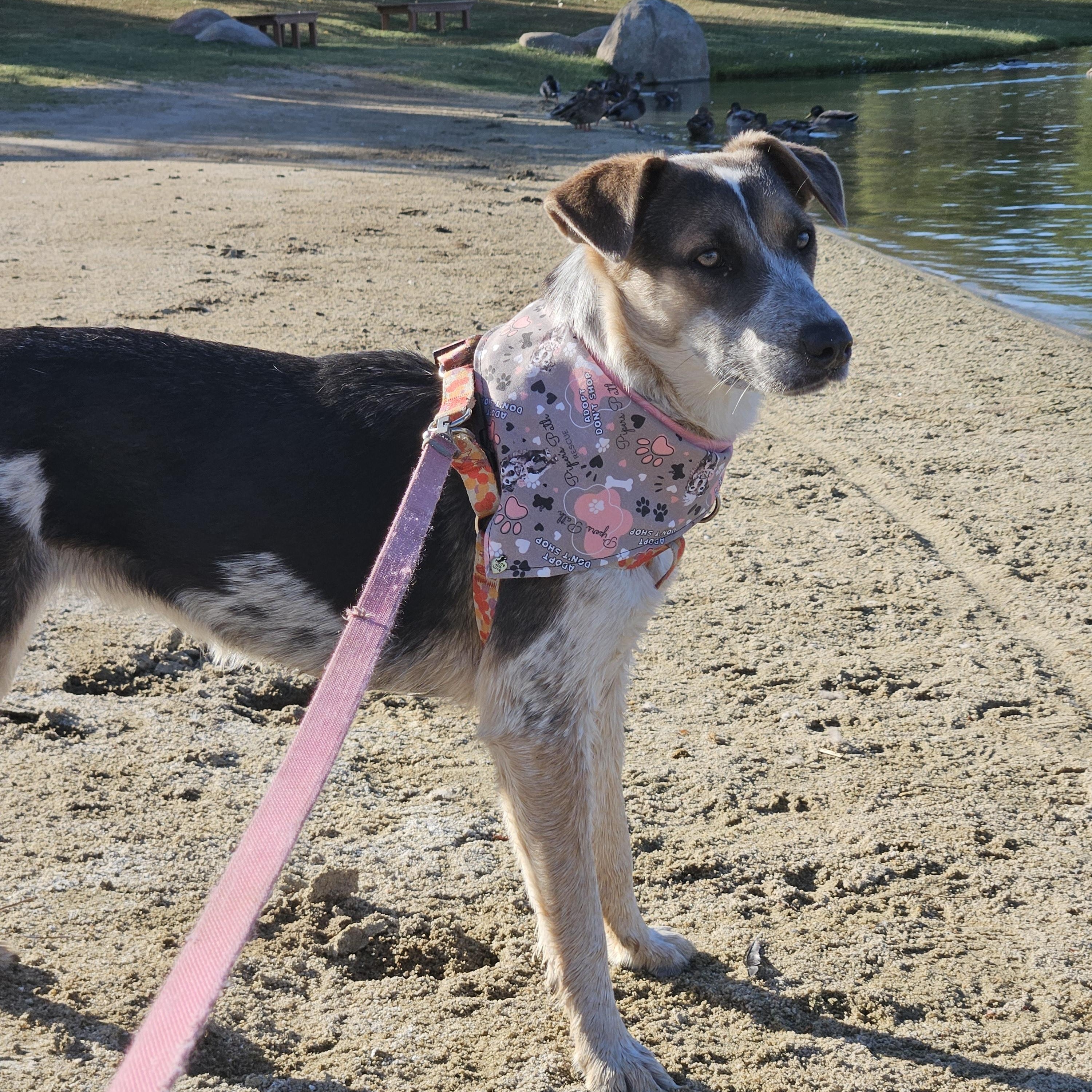 Enlarge Madison, a Adoptable mixed breed in Temecula, CA image 2/6