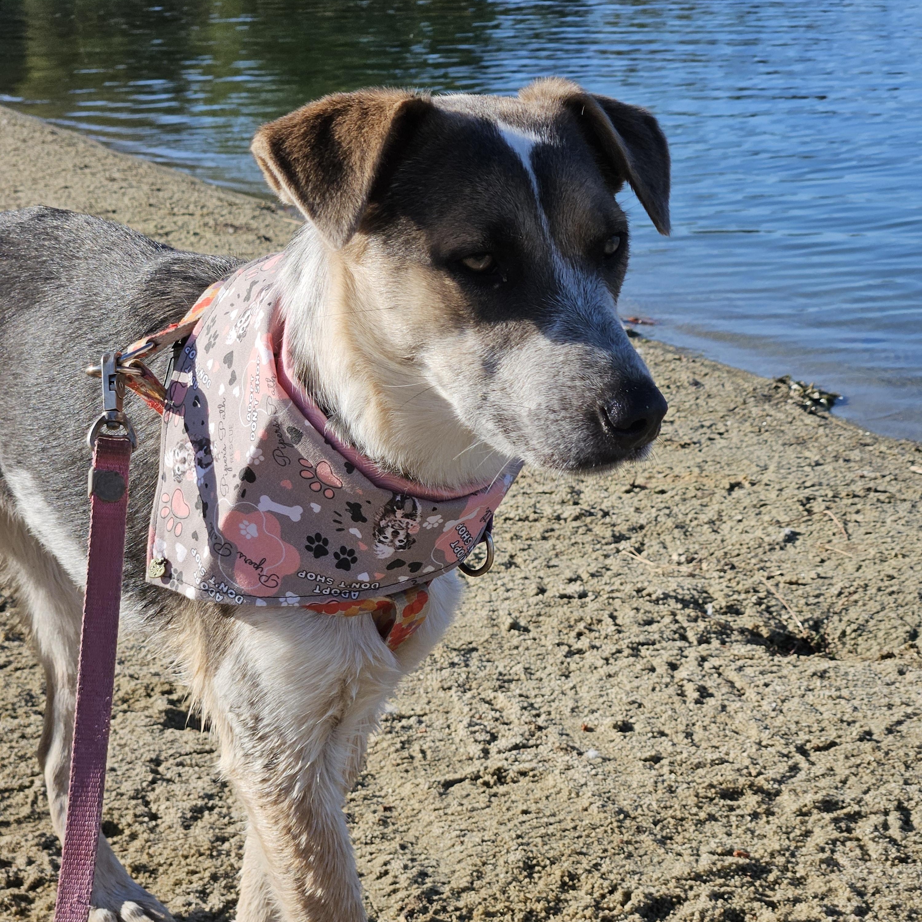 Enlarge Madison, a Adoptable mixed breed in Temecula, CA image 4/6