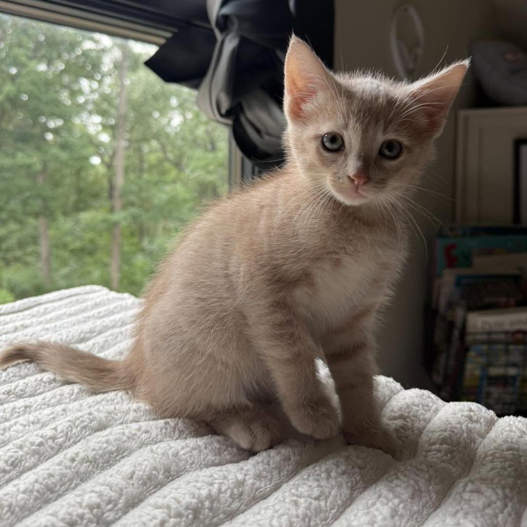 Stump, Adoptable, Kitten Male Domestic Short Hair.