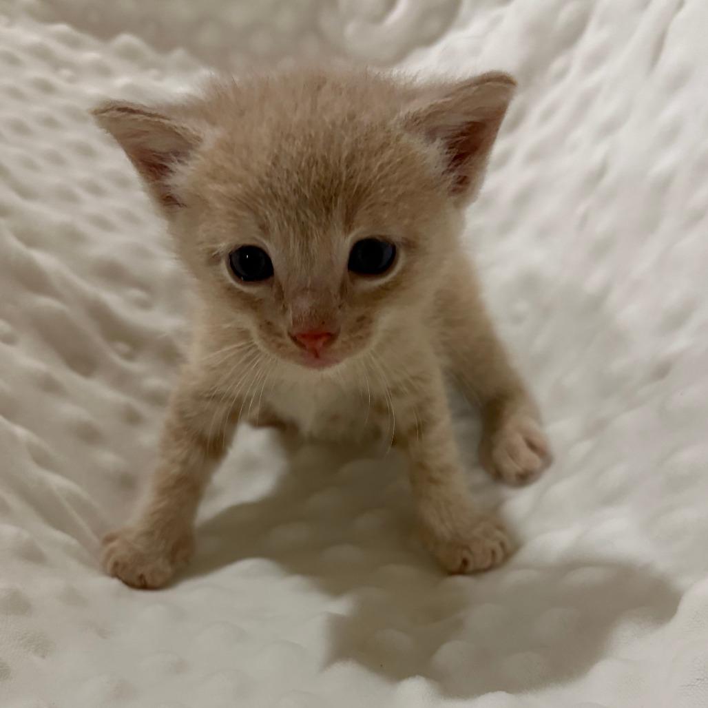 Stump, Adoptable, Kitten Male Domestic Short Hair.