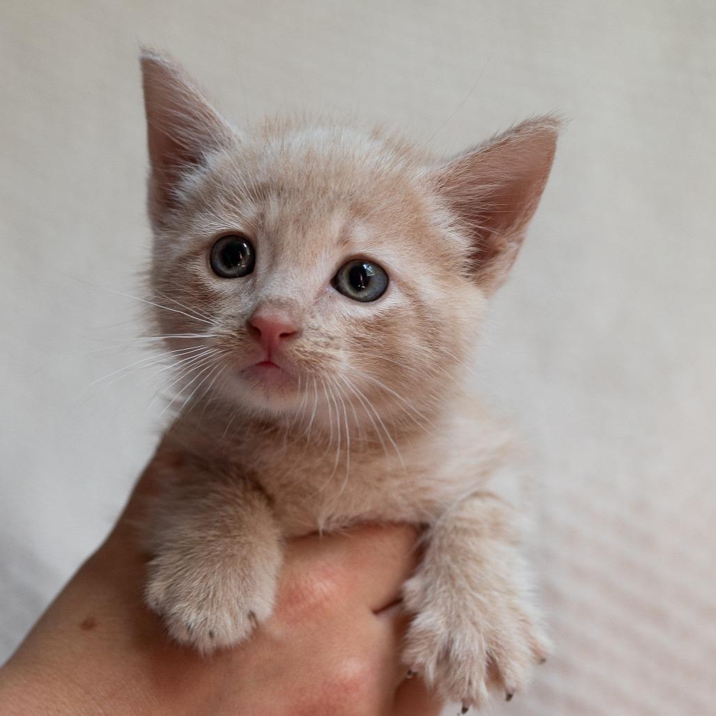 Enlarge Stump, a Adoptable Domestic Short Hair in Fulton, MO image 3/5