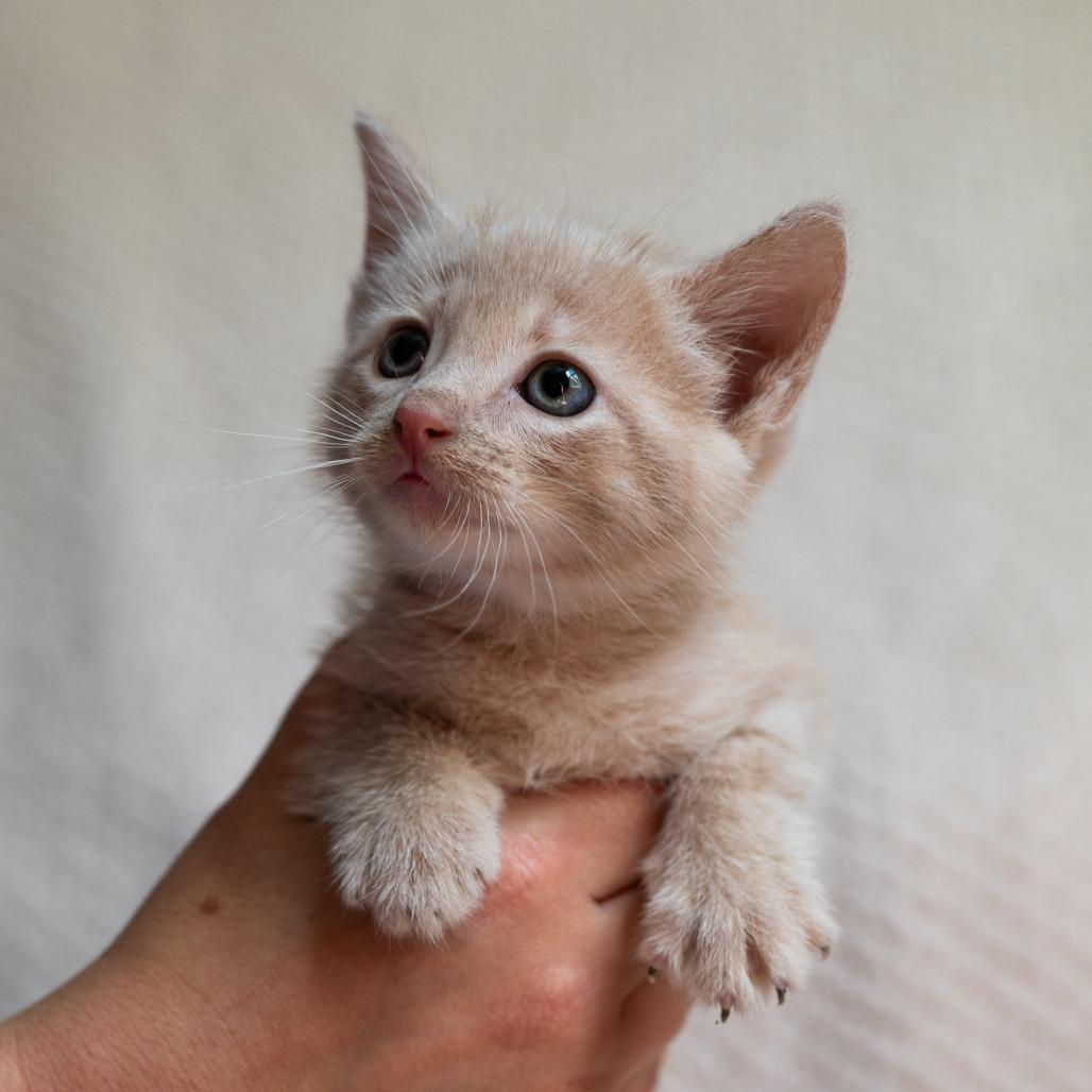Enlarge Stump, a Adoptable Domestic Short Hair in Fulton, MO image 5/5