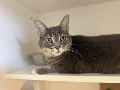 Tilly, Adoptable, Adult Female Domestic Short Hair & Domestic Short Hair.